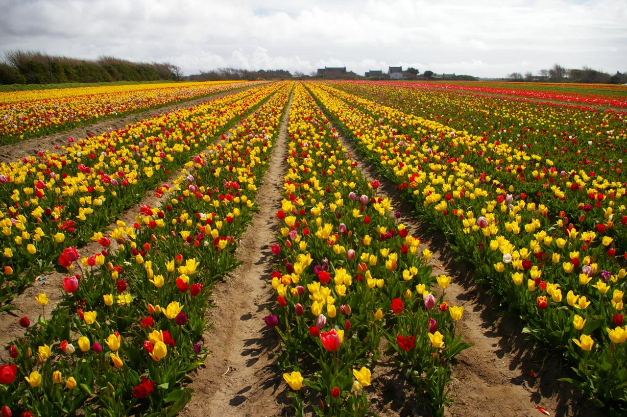 Les tulipes de la Torche mi-Avril